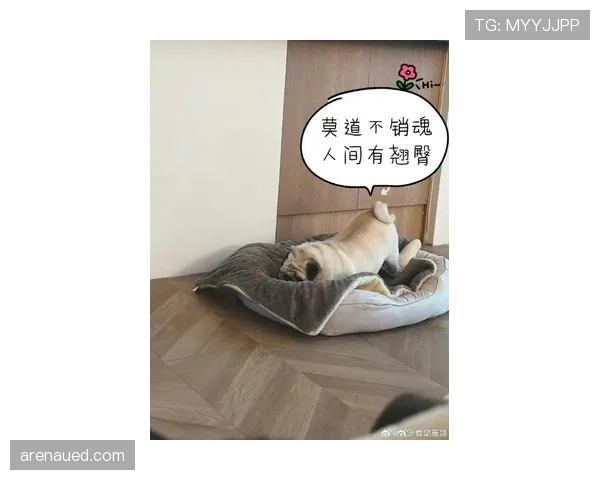 孙悦家的狗都比你自律